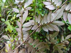 Pterophylla sylvicola