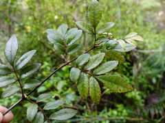 Pterophylla sylvicola