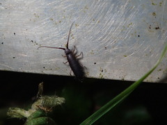 Pogonognathellus dubius