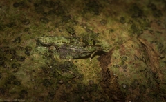 Sorolopha delochlora