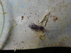 Pogonognathellus dubius