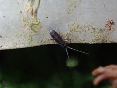 Pogonognathellus dubius