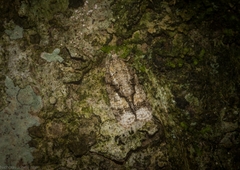 Polylopha epidesma