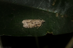 Polylopha epidesma