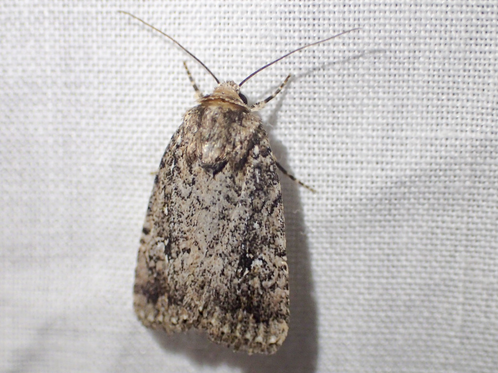 Thoracolopha melanographa
