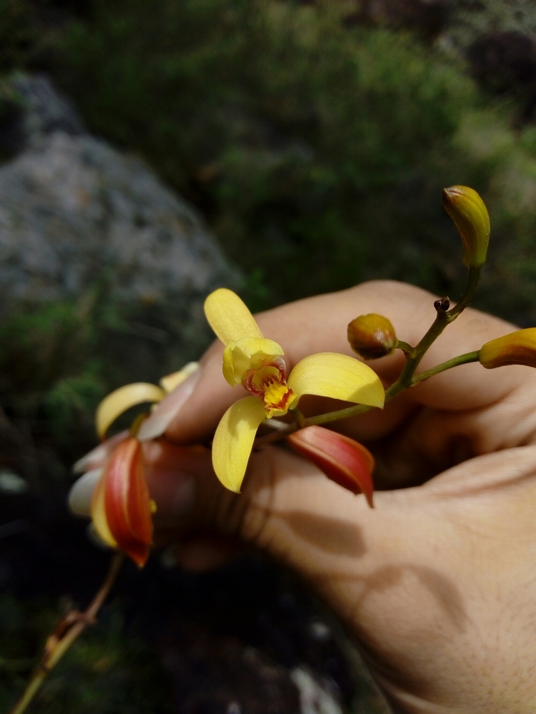 Bletia adenocarpa