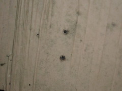 Sphaerobolus stellatus