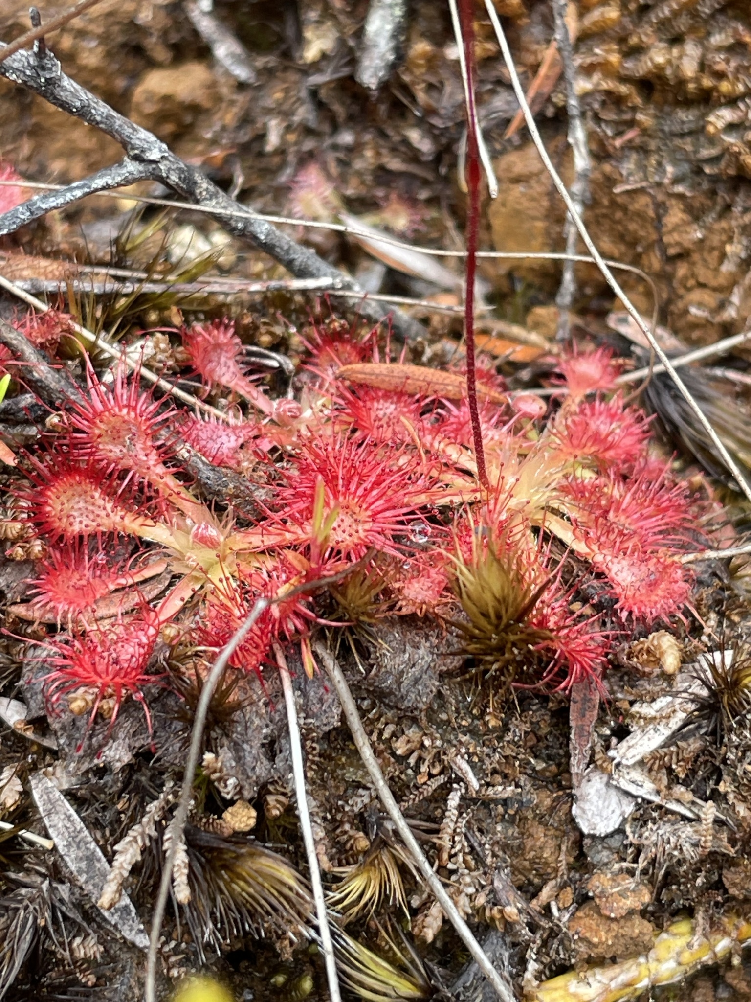 Imagem de Drosera espatulada