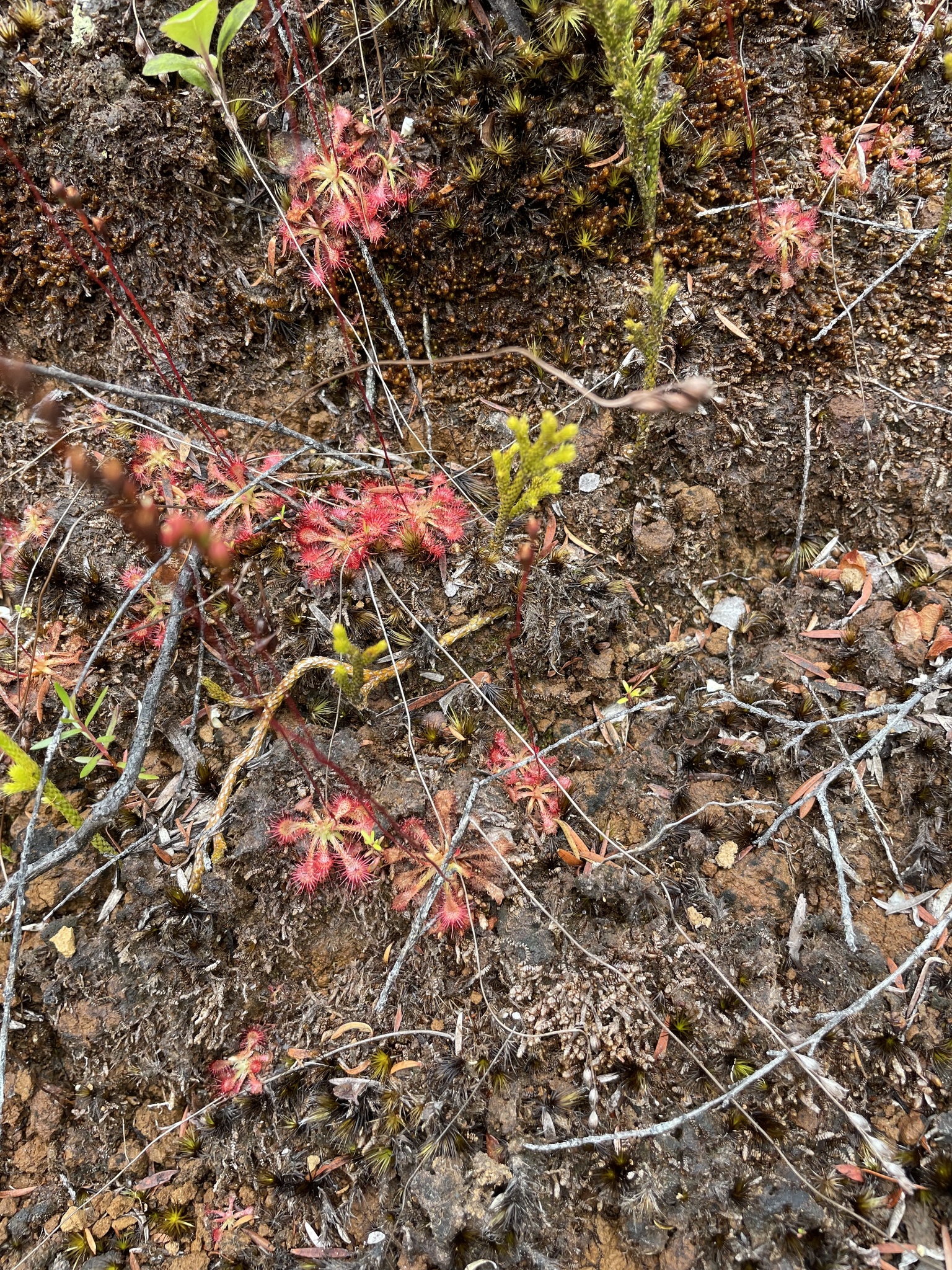 Imagem de Drosera espatulada