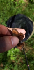 Erebia epiphron
