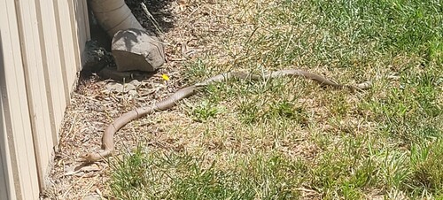 Eastern Brown Snake sighting