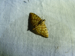 Notarcha tigrina