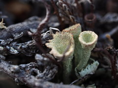 Cladonia borealis