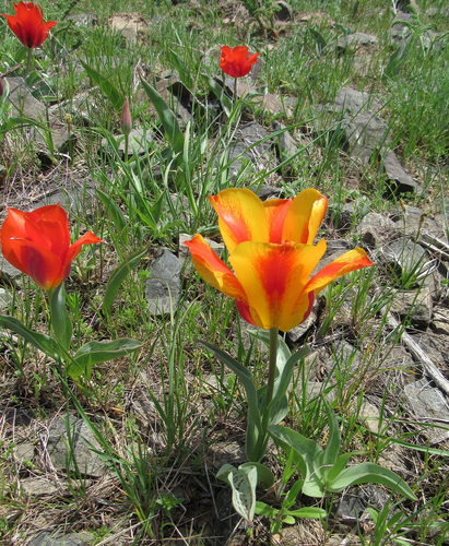 Tulipe de Greig 2