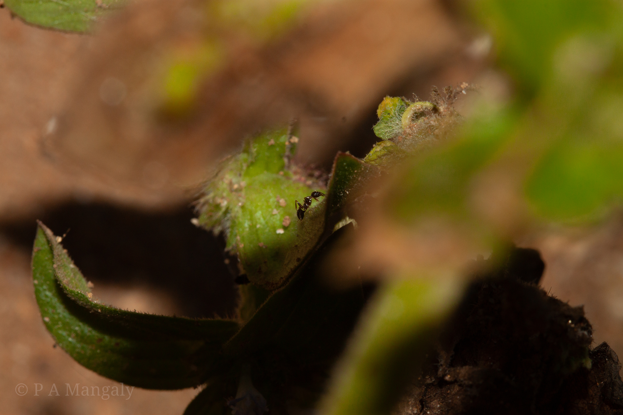 Pheidole jucunda
