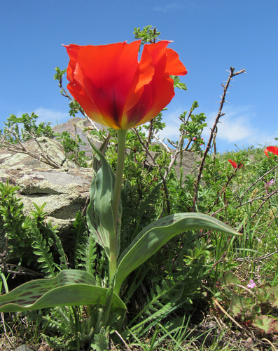 Tulipe de Greig 3