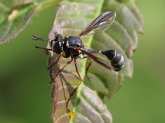 Physocephala marginata