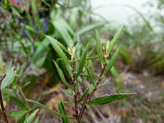 Pimelea longifolia