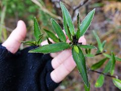 Pimelea longifolia