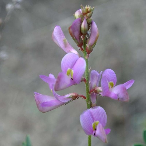 Hedysarum ibericum