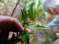 Pimelea longifolia