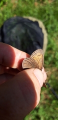Erebia epiphron