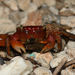 Red Flower Crab - Photo (c) Liu JimFood, some rights reserved (CC BY-NC), uploaded by Liu JimFood