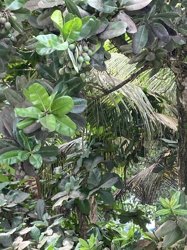 Foto de Pitomba?
