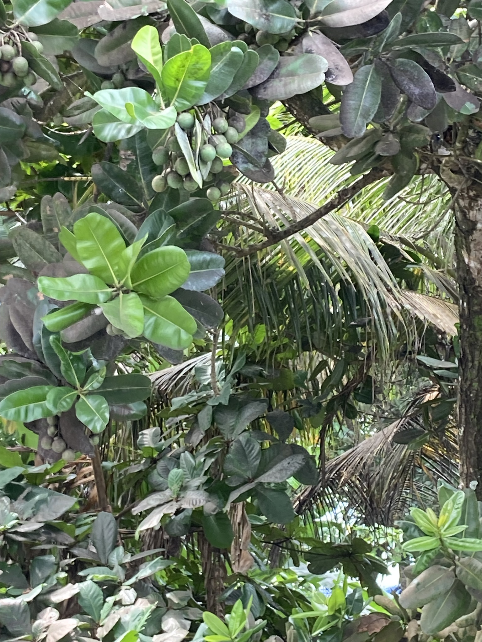 Imagem de Pitomba?