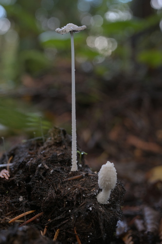 Snowy Inkcap (Coprinopsis nivea)