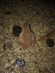 Ingerophrynus philippinicus