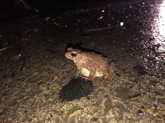 Ingerophrynus philippinicus