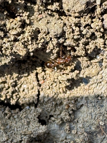 Red Imported Fire Ant