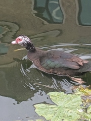 Cairina moschata domestica
