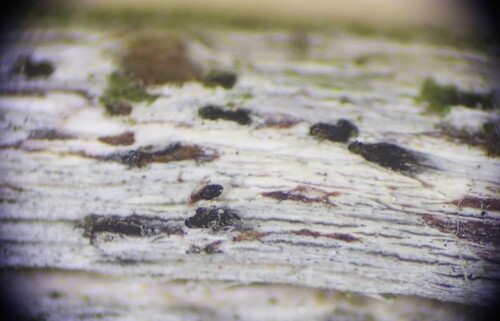 Representative image of Arthonia beccariana