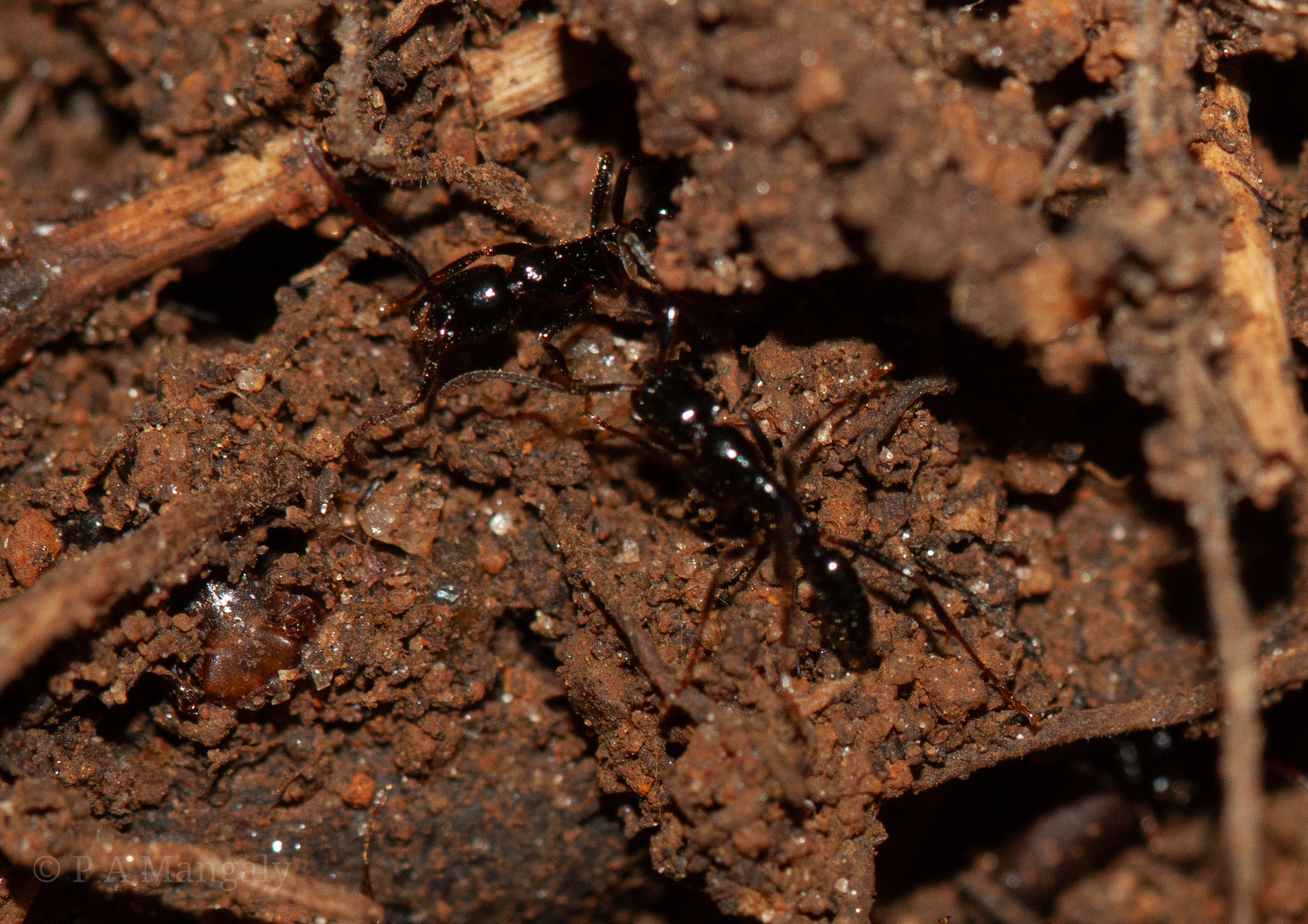 Leptogenys dalyi