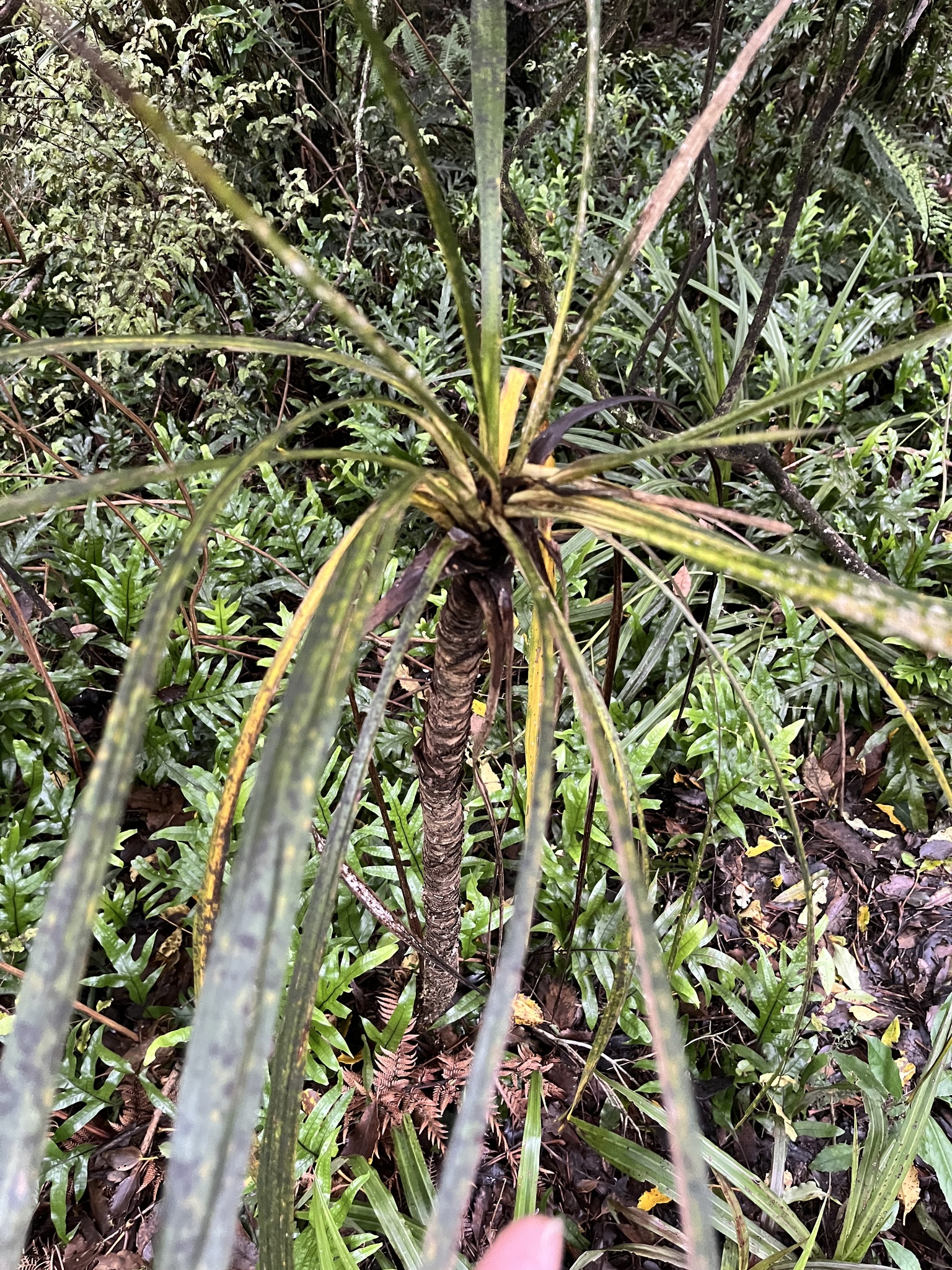 Imagem de Dracena chocolate