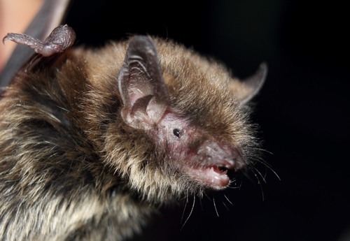 flat-headed myotis