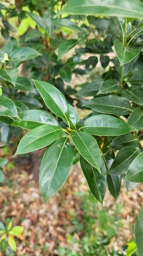 Foto de Canforeira