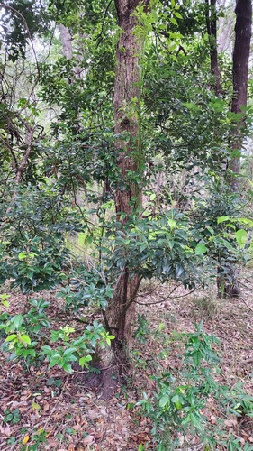 Foto de Canforeira