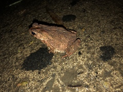 Ingerophrynus philippinicus