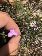 Callisia graminea