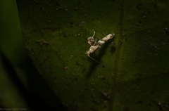 Cyphosticha panconita