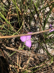 Callisia graminea