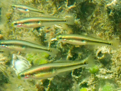 Blackmargin Dartfish photo 3