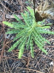 Cirsium repandum