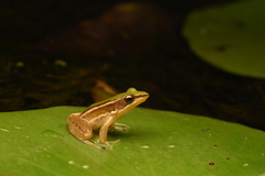Taipeh Frog photo 3