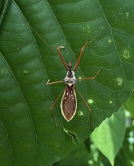 Epidaus