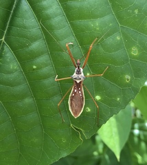 Epidaus