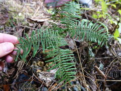 Gleichenia ×punctulata